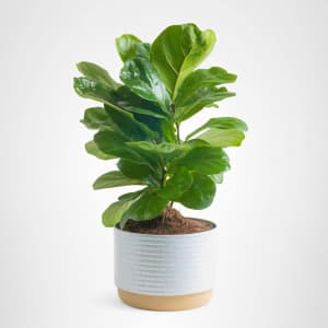 Costa Farms Baby Fiddle Leaf Fig Live Plant: $18