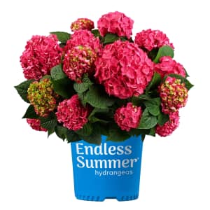 Endless Summer Hydrangea Flowering Shrub in 1-Gallon Pot: $28, 2 for $49 Endless Summer Hydrangea Flowering Shrub in 1-Gallon Pot: $28, 2 for $49