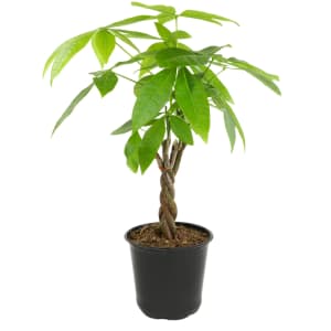 Indoor Plants at Lowe's: 25% off