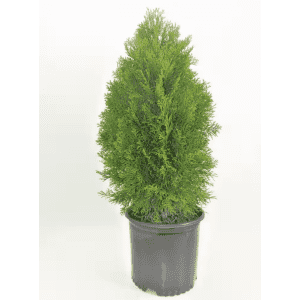 Landscaping & Live Plants Daily Deals at Home Depot: Up to 43% off Landscaping & Live Plants Daily Deals at Home Depot: Up to 43% off