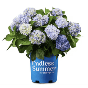 Home Depot 4th of July Plant Deals: Up to 34% off Home Depot 4th of July Plant Deals: Up to 34% off