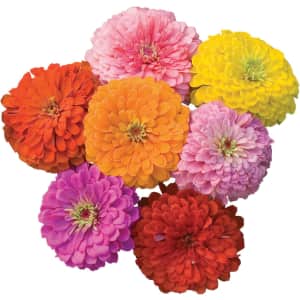 Burpee Giant Flowered Mixed Color Zinnia 150-Seed Pack: $2