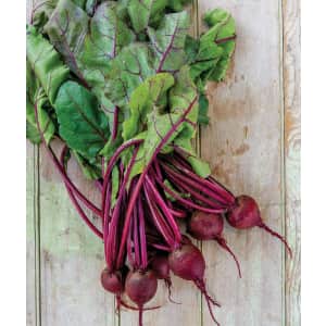 1,000 Burpee Detroit Dark Red Medium Top Beet Seeds: $4.92 1,000 Burpee Detroit Dark Red Medium Top Beet Seeds: $4.92