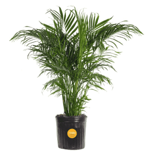 Costa Farms Cat Palm: $31