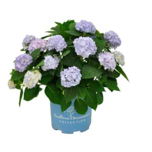Outdoor Plants at Lowe's: Extra 20% off