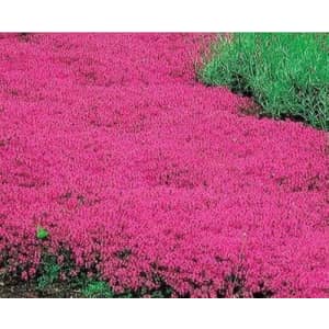 20,000+ Red Creeping Thyme Seeds: $6.64 via Sub. & Save