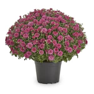 Lowe's Purple Mum in 3-Quart Pot: $4 Lowe's Purple Mum in 3-Quart Pot: $4