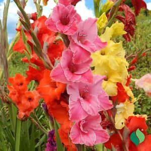 DeGroot Flowers, Vegetables, and Trees at Tractor Supply Co.: 75% off