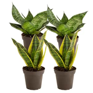 Costa Farms Grower's Choice Sansevieria Snake Plant House 4-Pack: $20