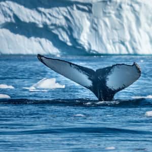 Cunard 9-Night Alaska Cruise in 2026: From $1,279 per person Cunard 9-Night Alaska Cruise in 2026: From $1,279 per person