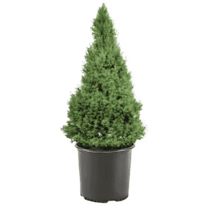 Home Depot Black Friday Plant Deals: From $15