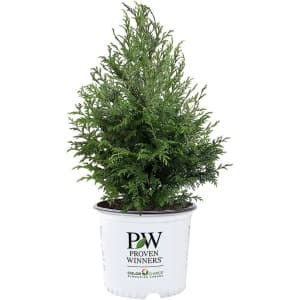 Proven Winners Cedar Rapids Cypress Shrub: $16