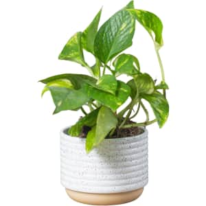 Costa Farms Black Friday Deals at Amazon: Up to 34% off Live Plants