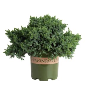 Shrubs at Lowe's: 15% off