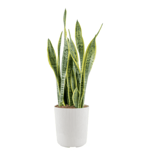 Costa Farms Plant Deals at Lowe's: Up to 45% off daily deals
