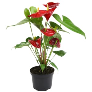 House Plants at Lowe's: 25% off