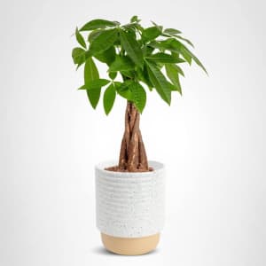 Costa Farms Plants Black Friday Deals at Amazon: Up to 34% off