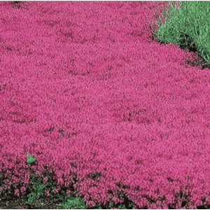 20,000+ Red Creeping Thyme Seeds: $5.69 w/ Sub & Save