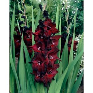 Live Goods Deals at Tractor Supply Co.: Up to 30% off