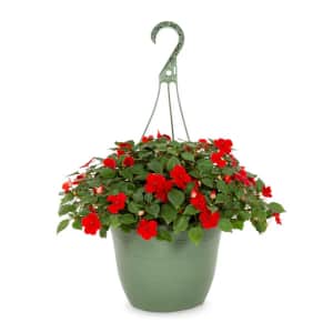 Lowe's Memorial Day Outdoor Plants Deals: Up to 50% off
