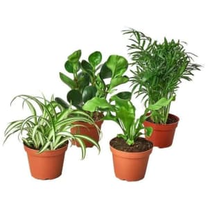 Live Plant Flash Deals at Walmart: Up to 75% off