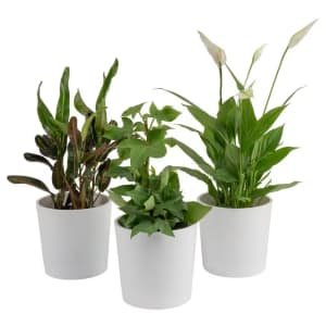 Costa Farms 4" Exotic Angel Clean Air Indoor Houseplant Collection 3-Pack: $29.97