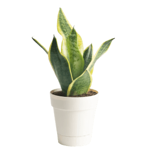 Plants, Bulbs & Seeds at Lowe's: Up to 50% off daily deals
