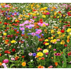 400 Seeds of Perennial Wildflower Mix: $1.99 400 Seeds of Perennial Wildflower Mix: $1.99