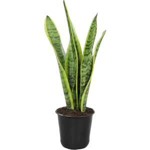 Altman Plants Sansevieria Laurentii Variegated Snake Plant: $13 Altman Plants Sansevieria Laurentii Variegated Snake Plant: $13