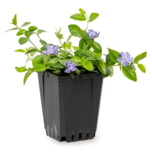 Live Plants at Lowe's: Deals from $5