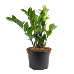Plant Deals at Lowe's: From $13 Plant Deals at Lowe's: From $13