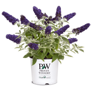 Proven Winners Pugster Buddleia Live Plant: $15 Proven Winners Pugster Buddleia Live Plant: $15
