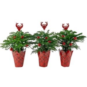 Live Plants w/ Holiday Decorations at Lowe's: From $19 Live Plants w/ Holiday Decorations at Lowe's: From $19