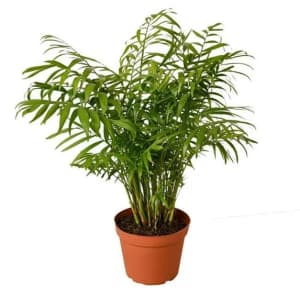 Live Plants and Planters Flash Deals at Walmart: Up to 60% off