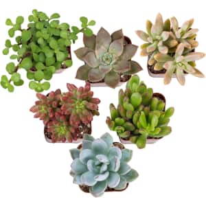 Altman Plants Live Succulents 6-Pack: $10