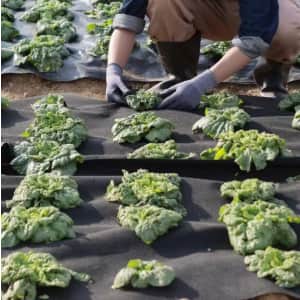 Landscape Fabric Deals at Home Depot: From $24 Landscape Fabric Deals at Home Depot: From $24