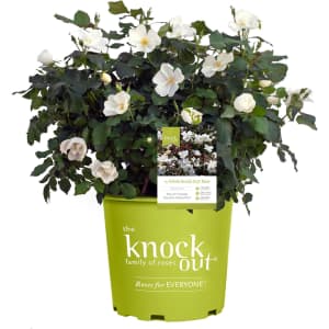 White Knock Out Rose 2-Gallon Shrub: $13 White Knock Out Rose 2-Gallon Shrub: $13