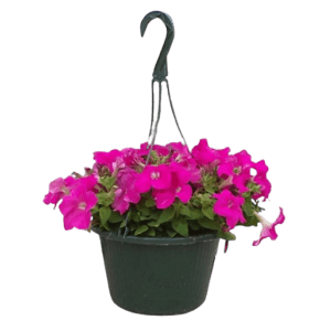 Flowering Hanging Basket Deals at Tractor Supply Co.: Extra 20% off Flowering Hanging Basket Deals at Tractor Supply Co.: Extra 20% off