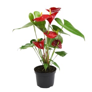 Altman Plants Red Flamingo Flower Anthurium House Plant w/Pot: $21