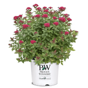 Proven Winners 2-Gallon Double Play Doozie Spirea Live Shrub: $28