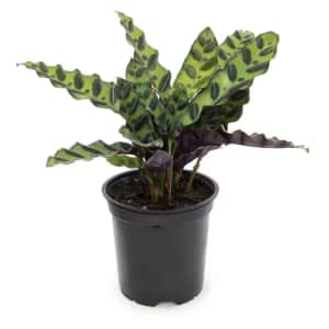 Altman Plants 4" Calathea: $13