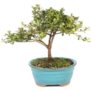 Brussel's Bonsai Live Satsuki Azalea Outdoor Bonsai Tree: $25 Brussel's Bonsai Live Satsuki Azalea Outdoor Bonsai Tree: $25