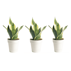 Costa Farms Exotic Angel Foliage House Plant in 10-oz. Pot 3-Pack: $4.98
