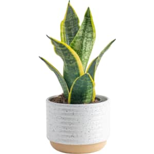 Amazon Costa Farms Early Prime Day Deals: From $17