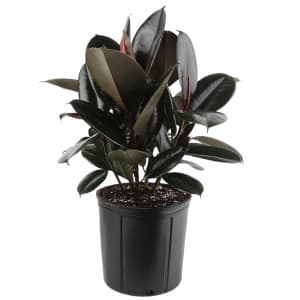 Costa Farms Burgundy Rubber Plant in Decorative Pot: $25