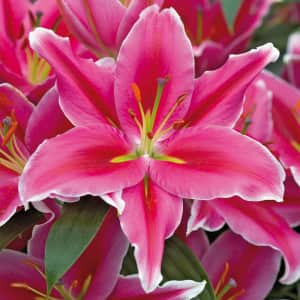 Plant Deals at Lowe's: Up to 60% off Plant Deals at Lowe's: Up to 60% off