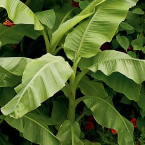 Live Plants at Lowe's: from $5
