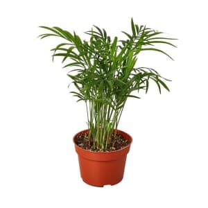 Live Plant Deals at Walmart: Up to 60% off