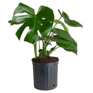 Costa Farms Plants at Lowe's: Up to 45% off