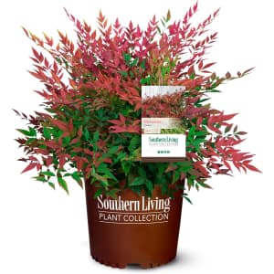 Southern Living 2-Gallon Obsession Nandina Shrub: $15